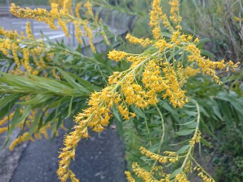 陽樹種類|陽生植物(ヨウセイショクブツ)とは？ 意味や使い方